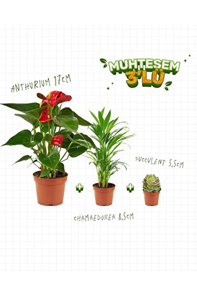 gardenkoala 3'Lü Set - Anthurium 17 cm -Chamaedorea 8,5 cm - Succulent 5,5 cm