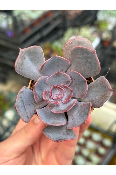 SukuLand Echeveria Dusty Rose koleksiyonluk özel tür sukulent 5,5cm saksıda