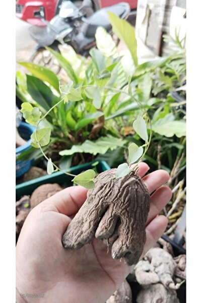 ATLANTE CACTUS Dioscorea sylvatica - Kaplumbağa Kabuğu Bitkisi