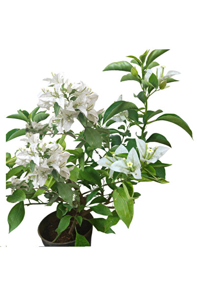 Begonvilist Beyaz Begonvil Fidanı – Tırmanıcı Sarmaşık Bitki 50-70 Cm