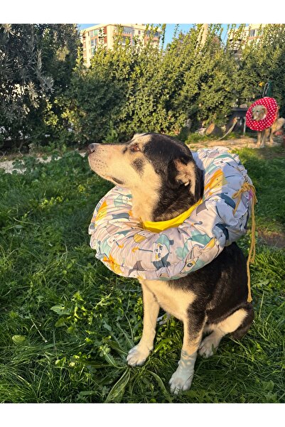 Petris 0.rta-Büyük.Irk Köpek Boyunluk-elizabeth Yakalık Operasyon Boyunluk-ke...