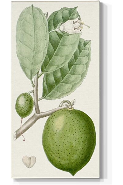 Emoda home Trove لوحة فنية جدارية من الحمضيات الخضراء من توربين - مطبوعات قما...