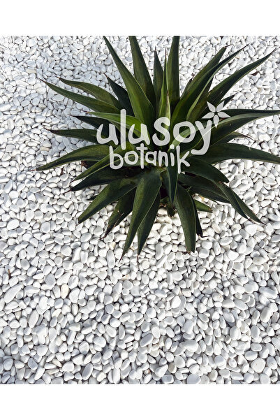 Ulusoy Botanik Dolomit Taş - Dekoratif Beyaz Taş - Bahçe Dekor / 2-4 cm / 1 kg