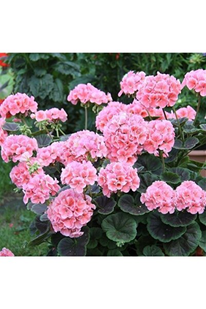 FMT TOHUMCULUK Soft Pembe Renkli Sardunya Çiçek Fidanı Saksılı