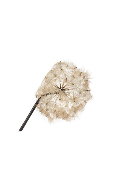 Mikasa Moor Karahindiba Gül Kurusu Yapay Çiçek 100cm