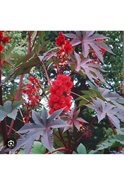 ORGANICYOU Castor Oil Cold Pressed Castor Oil (Ricinus Communis) 30 Ml, Miracle of Nature