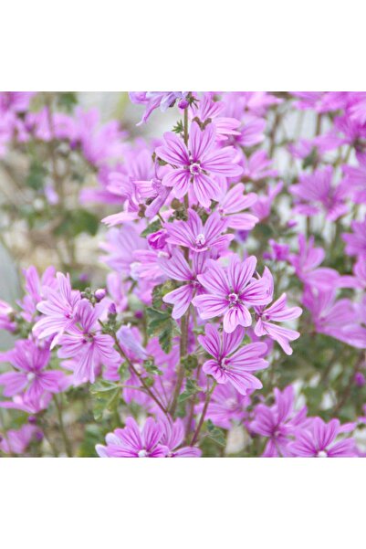 Rausch Malven Volume Shampoo 200 ml