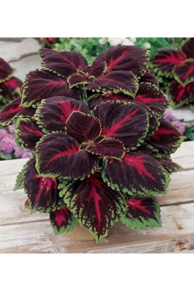 FMT TOHUMCULUK 15 Adet Yaprak Güzeli (kolyos) Çiçek Tohumu