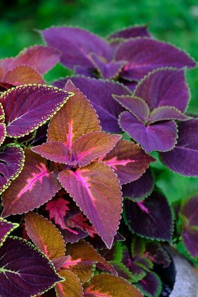 FMT TOHUMCULUK 15 Adet Lila Renk Yaprak Güzeli (kolyos) Çiçek Tohumu