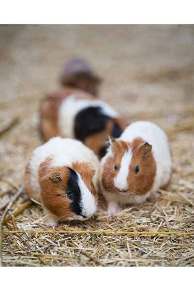 Mağaraahşap Evcil Hayvanlar İçin Doğal Kaba Saman – Tavşan, Guinea Pig, Hamst...