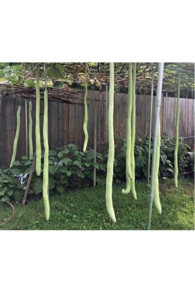 prestijiseed 5 Adet Yılan Kabak Tohumu Haylan Kabak Tohumu