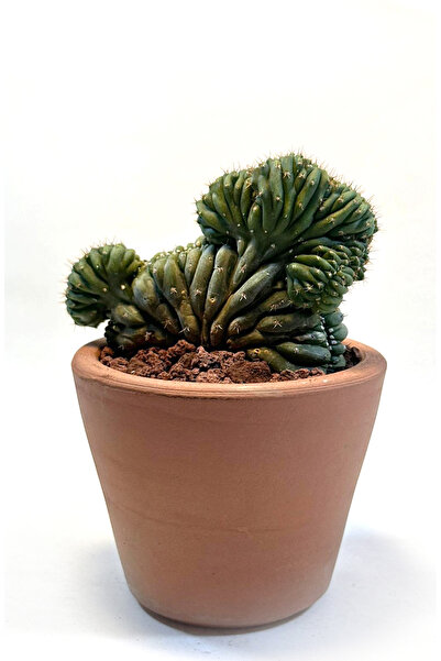 Le Bitki Atölyesi Pachanoi Cristata Koleksiyonluk Kaktüs El Yapımı Çömlek Sak...