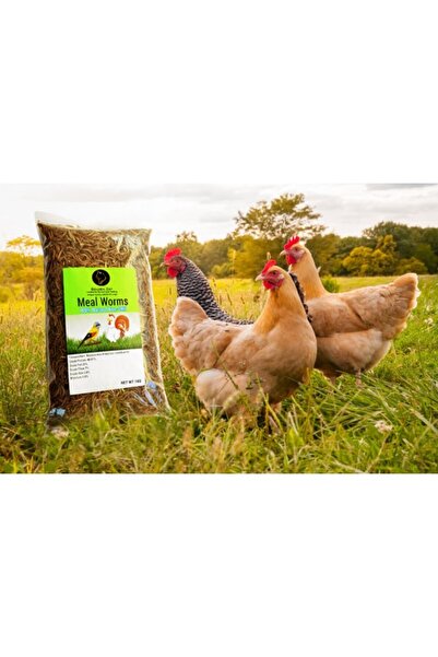 Golden cat Dried Mealworms (1 KG)