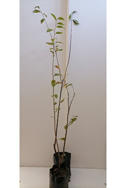 İREMİRA PAZAR Anjelika Erik Fidanı 3 Yaş (150-175 cm)