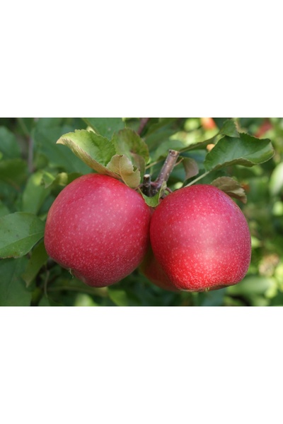 ASES 3 YAŞ TÜPLÜ PİNK LADY ELMA FİDANI BOY 130-150 CM