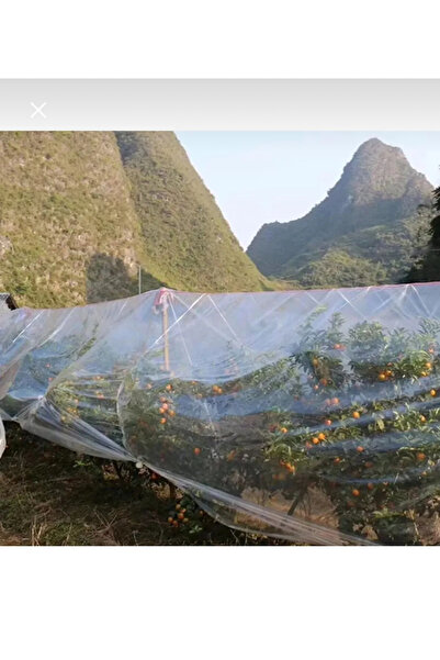 Sfmstore Kalın Şeffaf Naylon Poşet – Kurban Eti ve Sera Bahçe Kullanımı İçin Dayanıklı Yırtılmaz Branda 3mx3m