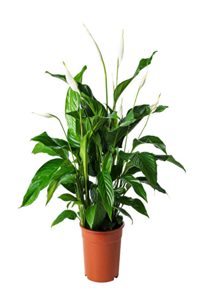 İlkadım Botanik BÜYÜK BOY SPATFİLYUM BARIŞ ÇİÇEĞİ İTHAL 1 MT