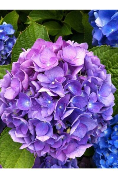 Genel Markalar 15 Adet Lila Renkli Ortanca Çiçeği Tohumu