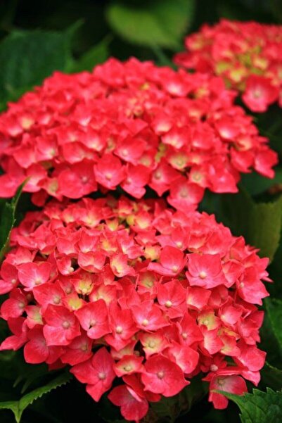 Genel Markalar Look 15 Adet Kırmızı Renkli Ortanca Çiçeği Tohumu TH-2022dshng...