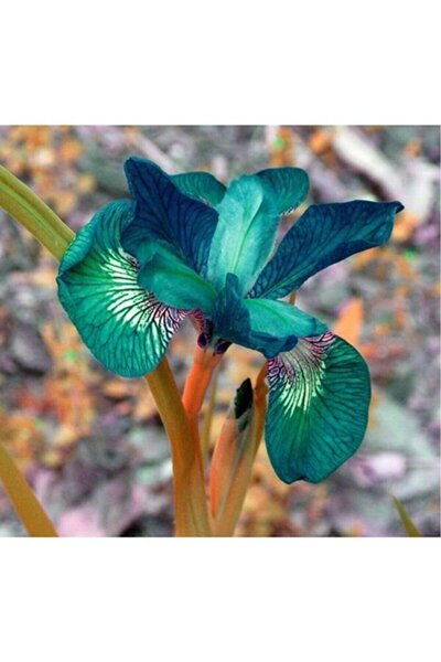 ÇINAR'S 2 adet iris süsen soğanı, petrol rengi.