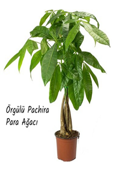 İlkadım Botanik ÖRGÜLÜ PACHİRA PARA AĞACI İTHAL 55 CM