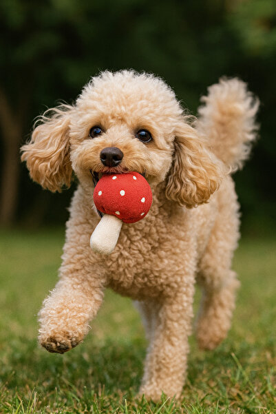 mastercat Dog Toy Mushroom - Soft Mushroom