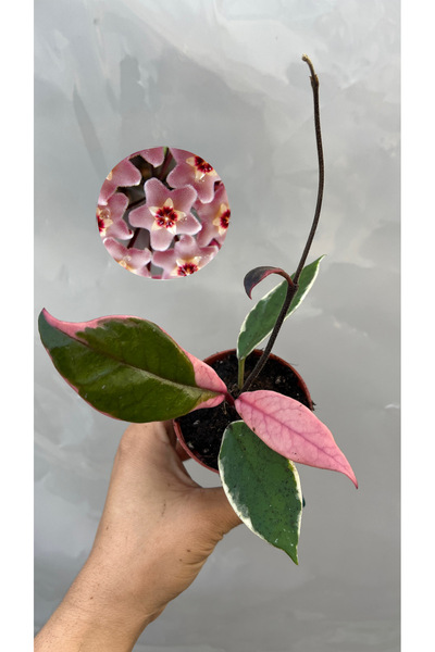 nazlı çiçekçilik Hoya Flamingo Mum Çiçeği