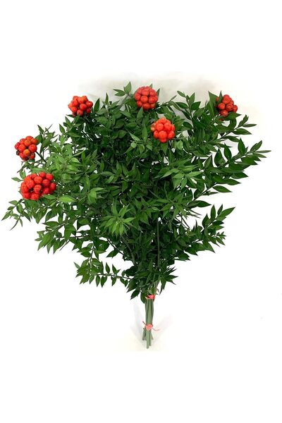 Dekora Çiçek Canlı Yılbaşı Çiçeği Şans Bitkisi Kokina 1 Demet