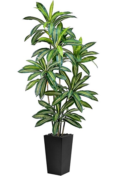 MirageBotanics Artificial Dracaena Tree 5FT Tall Fake Plant with White Planter