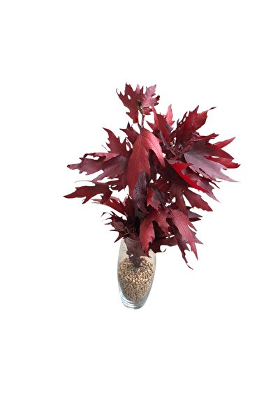 Dekora Çiçek شجرة سرو مصبوغة باللون الأحمر، 5 فروع