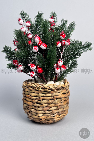 BİÇİÇEK KOKİNA BİTKİSİ 35 CM HASIR SAKSIDA 48 MEYVELİ YILBAŞI BİTKİSİ