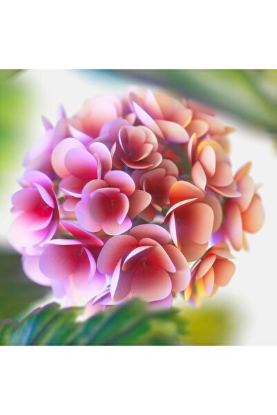 Tommy Hilfiger Men's Perfume Tommy Hilfiger TOMMY NOW 100 ml