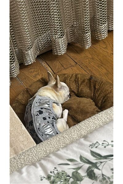 Generic Brand Cat&Dog Surgery Postoperative Protection Coverall .Read the Description Please.