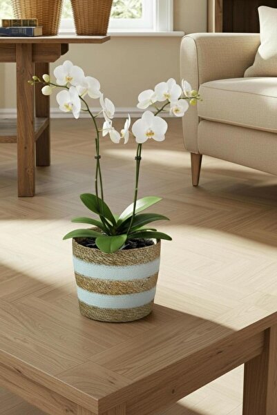 Bliss 12cm Dekoratif Hasır İçi Jelatinli Saksı Krem Mini Boy Çok Amaçlı Hasır Sepet, Ev Bahçe Düzenleyici