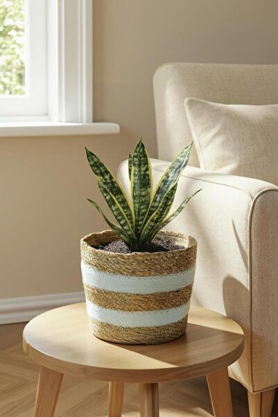 Bliss 18cm Dekoratif Hasır İçi Jelatinli Saksı Krem Orta Boy Çok Amaçlı Hasır Sepet, Ev Bahçe Düzenleyici