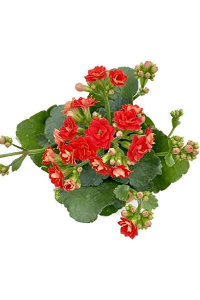 Genel Markalar Kalanchoe (Kalanşo) Kırmızı 10-20 cm