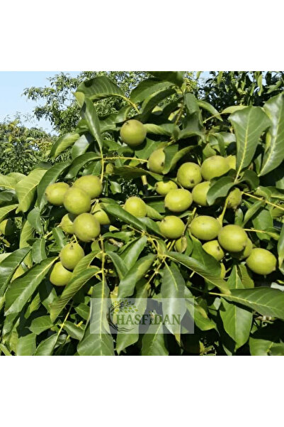 Has Cevizcilik 20 Adet 1,5-2 Mt Chandler 2 Tozlayıcı Hediyeli (20 2) Yüksek V...