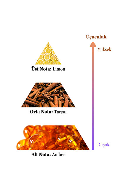 sohe Soshe Neta Erkek Parfüm 100 ml Edc