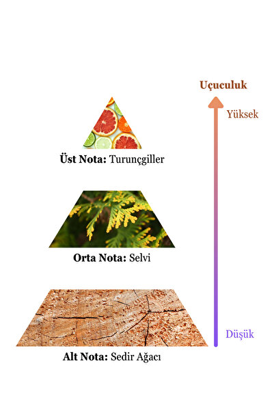 sohe Karina Erkek Parfüm 100 ml Edc