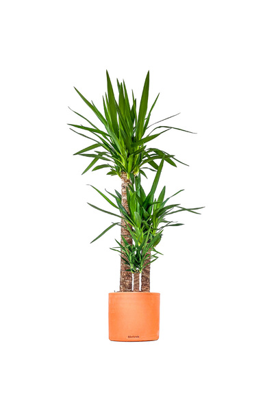 Fidanburada YUKA BİTKİSİ  (Yucca Massengena) 3 Gövdeli - Ruby Terra Cotta Sak...