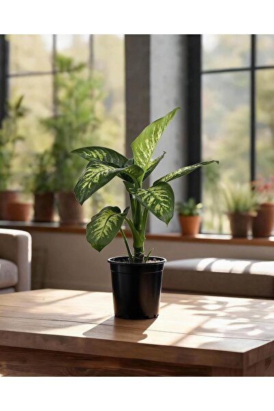 gardenkoala Difenbahya Tropik Snow - Dieffenbachia Tropic Snow – 17 cm Saksı