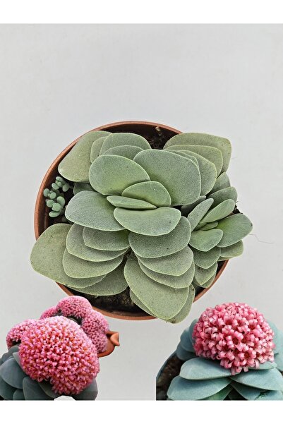 DOĞA BAHÇESİ Crassula Morgans Beauty Nadir Tür Sukulent 5,5cm Saksılı