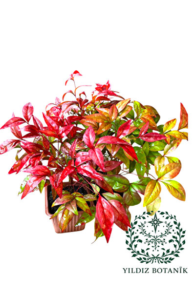 YILDIZ BOTANİK Renk Değiştiren Bodur Cennet Bambusu Çiçeği Nandina Fire Power 15-20 CM 1 ADET