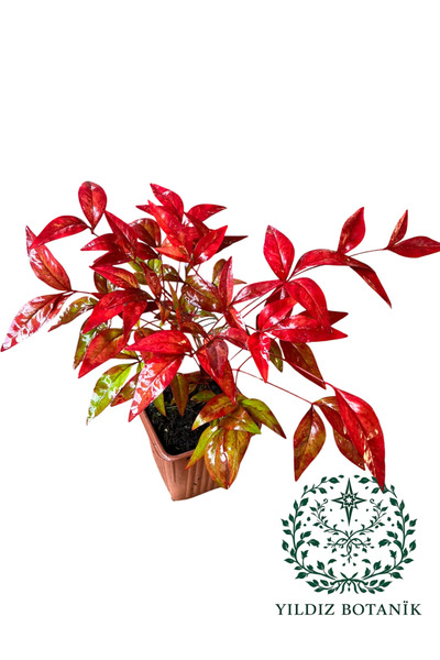 YILDIZ BOTANİK Renk Değiştiren Bodur Cennet Bambusu Çiçeği Nandina Fire Power 15-20 CM 1 ADET