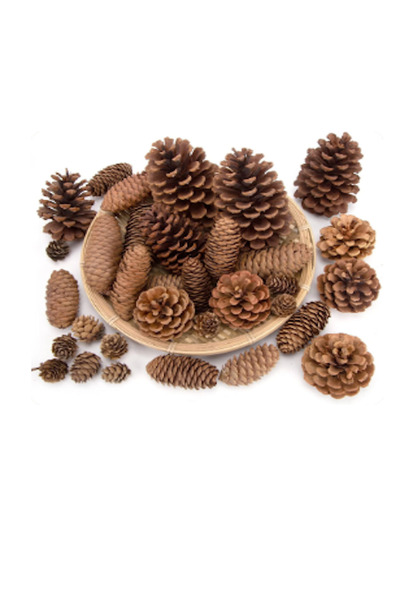 KÜTÜKhouse Conuri de pin 20 bucăți