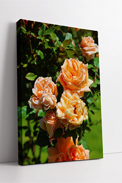 KOSS Dijital Buchet de trandafiri în tonuri de piersică înflorite în grădină,...