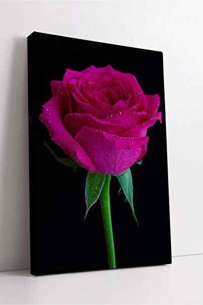 KOSS Dijital Floare de trandafir fucsia viu, estetică modernă, pictură decorativă pe pânză, cu fundal negru