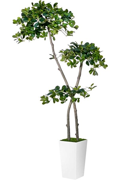 MirageBotanics 5ft Artificial Black Olive Tree with 959 Lifelike Leaves and Planter