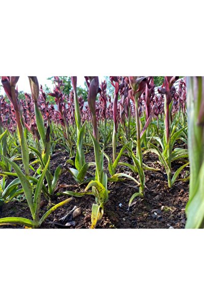 lidersopx serapies salep fidesi