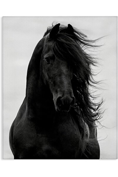 ALAYRA International لوحة فنية جدارية من القماش لحصان أسود - ديكور منزلي مستو...